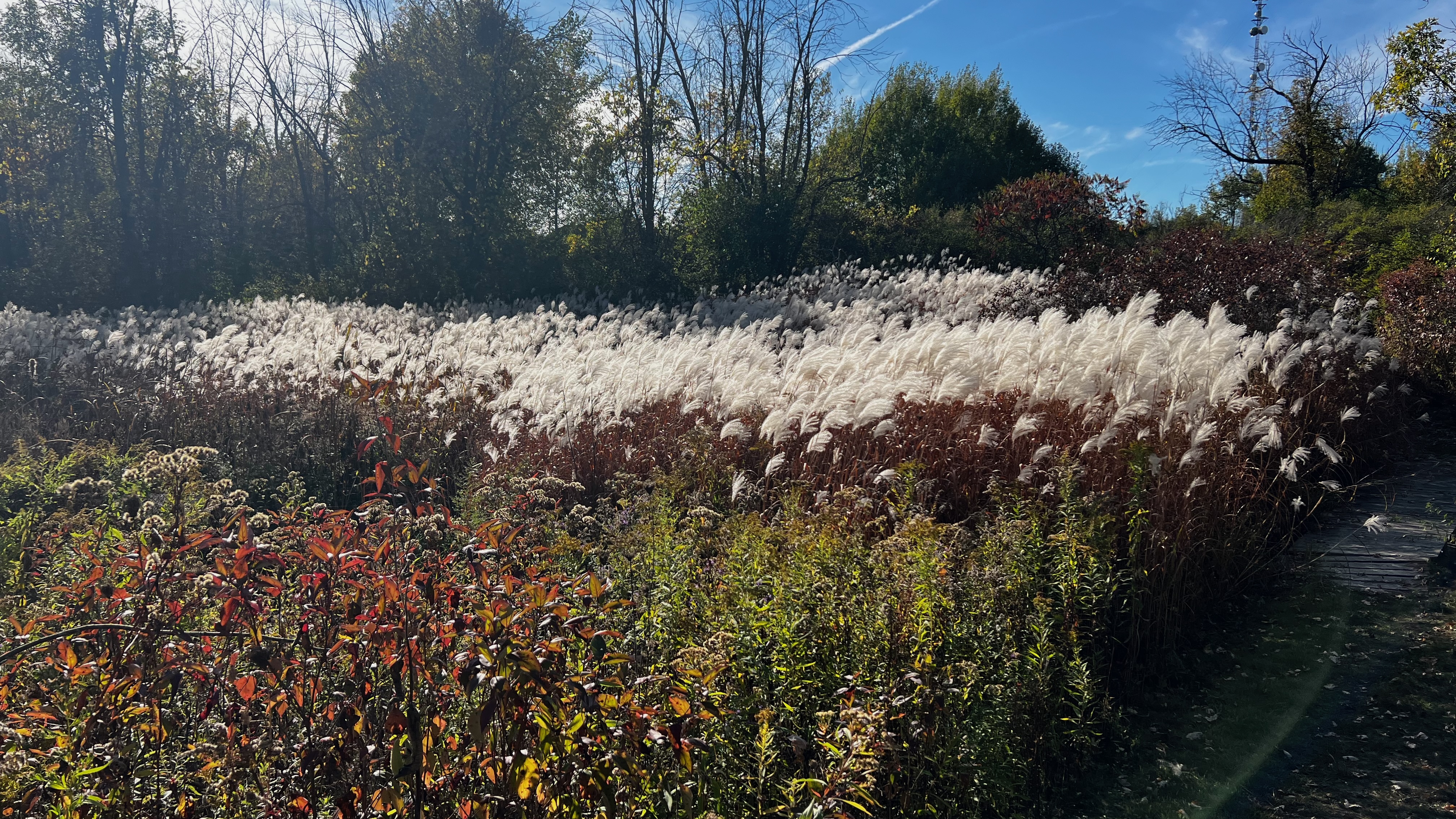 Autumn colours along the Riverside Loop trail, Gananoque