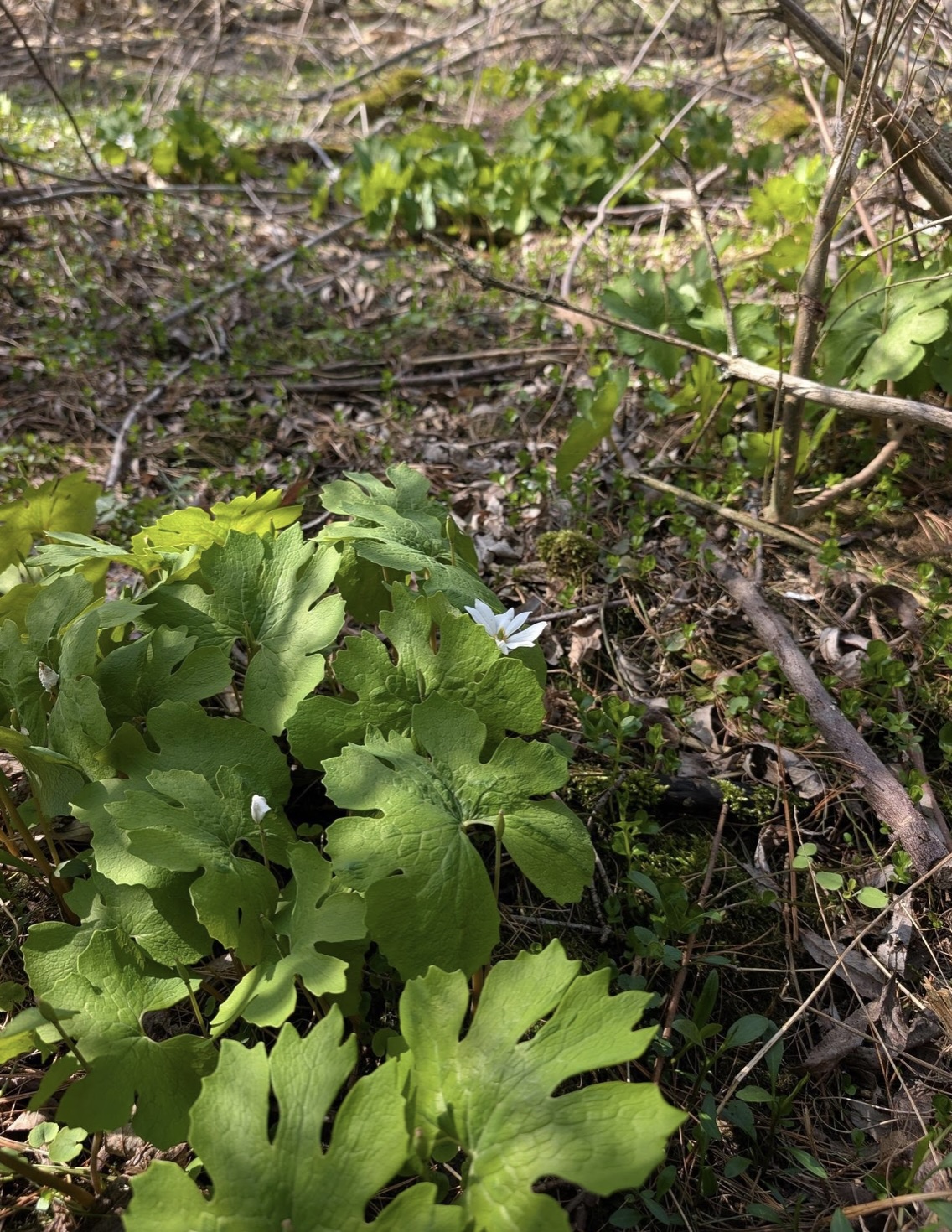 McLean Memorial Forest trail update photo 2