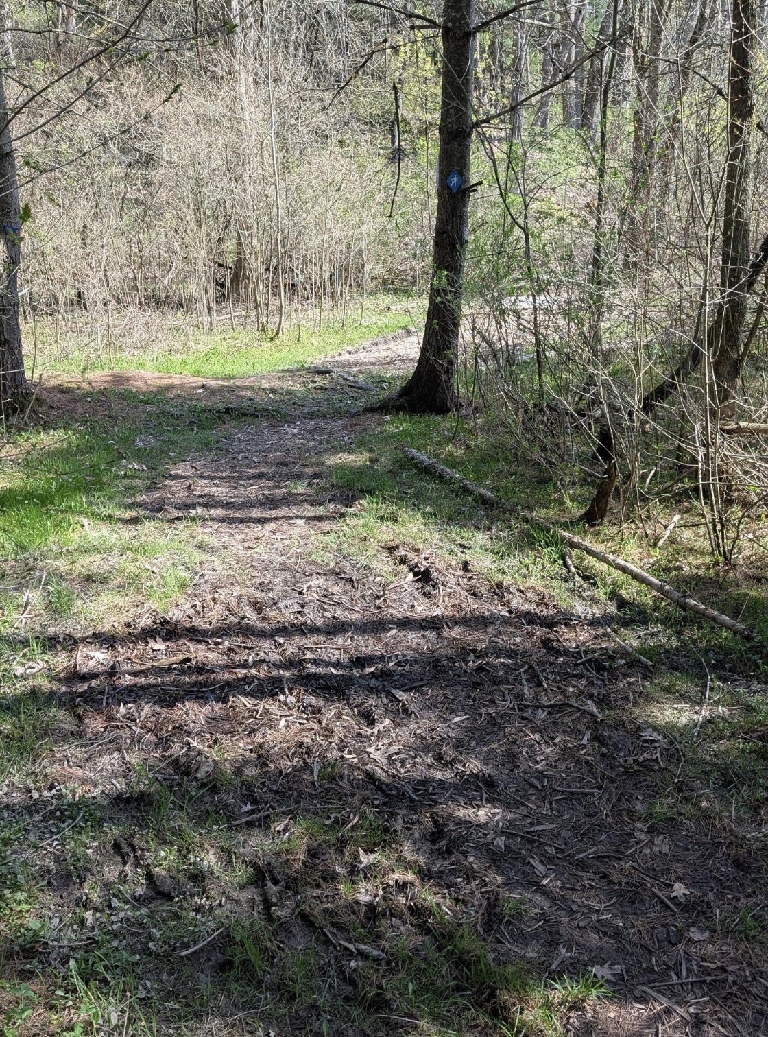 McLean Memorial Forest trail update photo 3