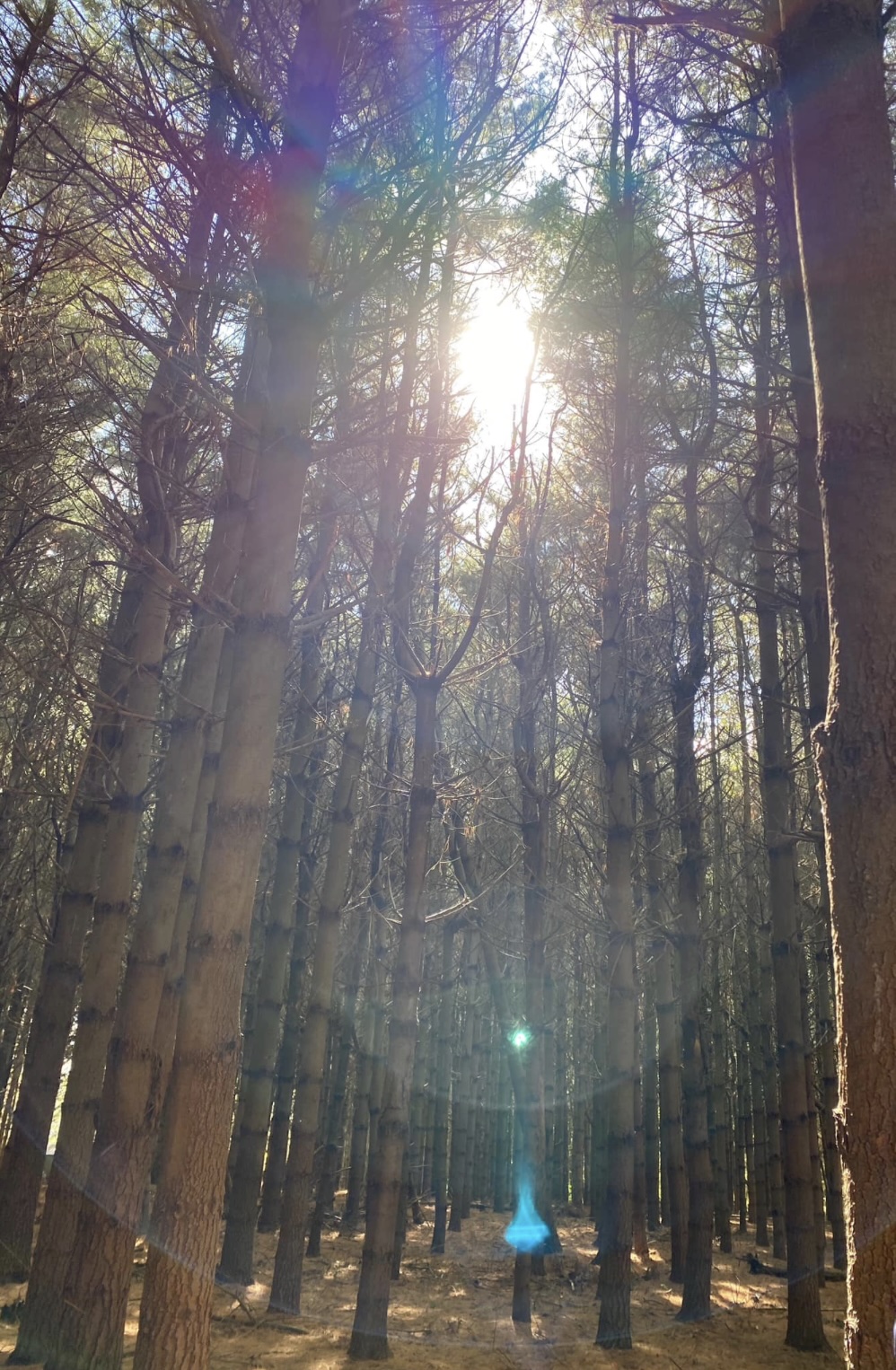 Sunlight streaming through tall pine trees in the McLean Forest, Gananoque